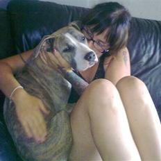 Amerikansk staffordshire terrier Bella