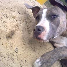 Amerikansk staffordshire terrier Bella