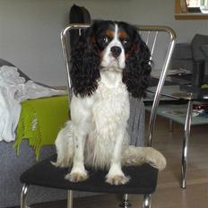 Cavalier king charles spaniel Sean