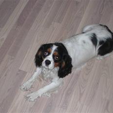 Cavalier king charles spaniel Sean