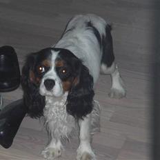 Cavalier king charles spaniel Sean