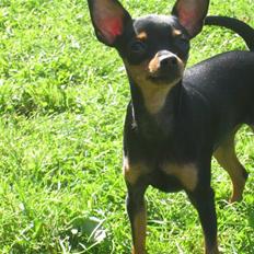 Prazsky krysarik Akeyshia