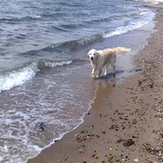 Golden retriever niki