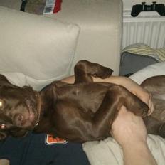 Labrador retriever Kaila