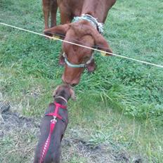 Labrador retriever Kaila