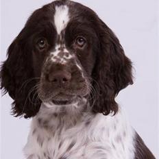 Engelsk springer spaniel Happy Leans Carmen