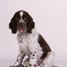 Engelsk springer spaniel Happy Leans Carmen