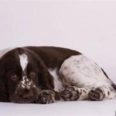 Engelsk springer spaniel Happy Leans Carmen