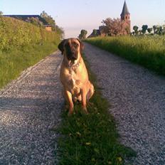 Boerboel Anasha Sally R.I.P.