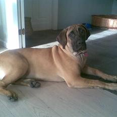 Boerboel Anasha Sally R.I.P.