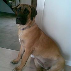 Boerboel Anasha Sally R.I.P.