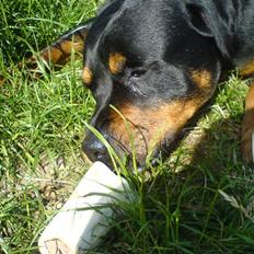 Rottweiler *blade*