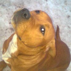 Blanding af racer R.I.P Soffi Pigen :(