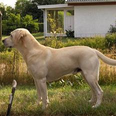 Labrador retriever Balder