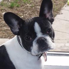 Fransk bulldog Bibbii