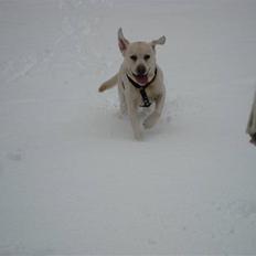 Labrador retriever Balder