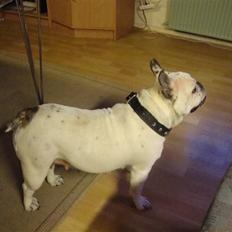 Blanding af racer dolly