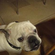 Blanding af racer dolly