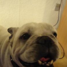 Blanding af racer dolly