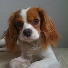 Cavalier king charles spaniel Agersbøls Liva