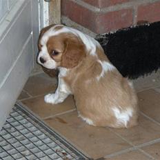 Cavalier king charles spaniel Agersbøls Liva
