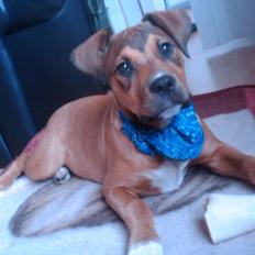 Blanding af racer Tino