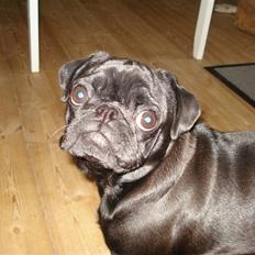 Mops Bella