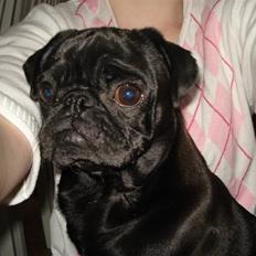 Mops Bella