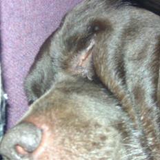 Labrador retriever Chako