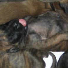 Grand danois Dronningmølles Hekla