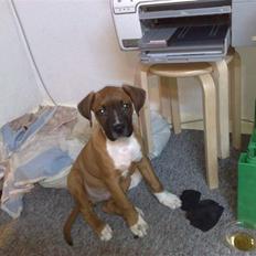 Blanding af racer Ratata