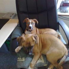 Blanding af racer Ratata