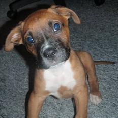 Blanding af racer Ratata