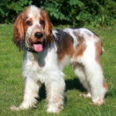 Cocker spaniel Bertram