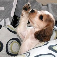 Cocker spaniel Bertram