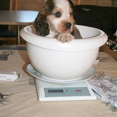 Cocker spaniel Bertram