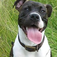 Amerikansk staffordshire terrier Maggie