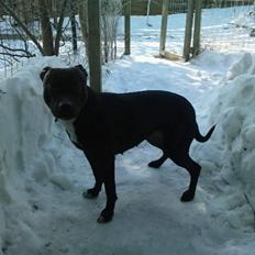 Amerikansk staffordshire terrier Freja