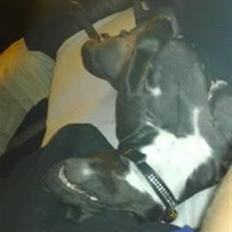 Amerikansk staffordshire terrier Freja