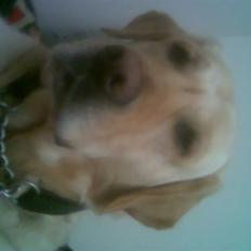 Blanding af racer Jensen