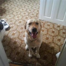 Blanding af racer Jensen