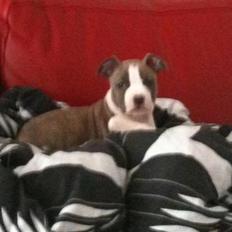 Amerikansk staffordshire terrier Monique