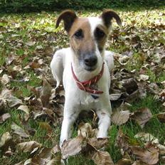 Glathåret foxterrier Mille (himmelhund)