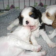 Cavalier king charles spaniel Cavasoles Amazing Lady