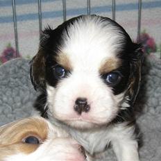 Cavalier king charles spaniel Cavasoles Amazing Lady