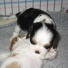 Cavalier king charles spaniel Cavasoles Amazing Lady