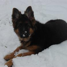 Schæferhund Thomsebo Yonas AFLIVET.