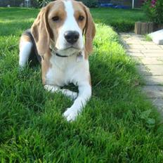 Beagle Alberte - mine forældres 
