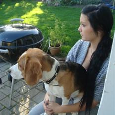 Beagle Alberte - mine forældres 