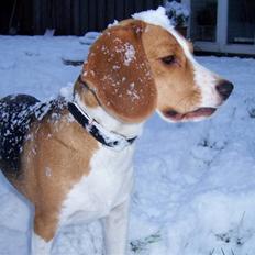 Beagle Alberte - mine forældres 